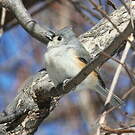 Mésange bicolore