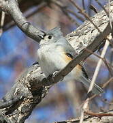 Tufted Titmouse