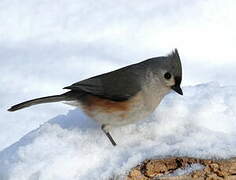 Tufted Titmouse