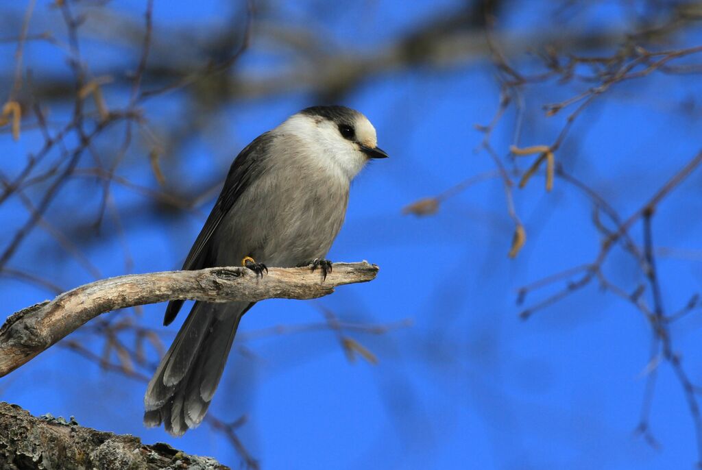 Grey Jay