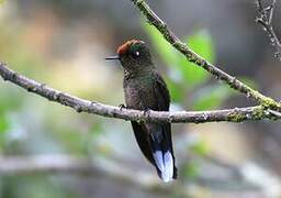 Rainbow-bearded Thornbill