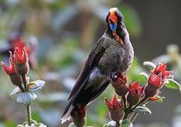 Rainbow-bearded Thornbill