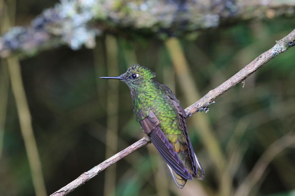 Tyrian Metaltail