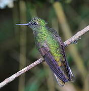 Tyrian Metaltail