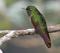 Tyrian Metaltail