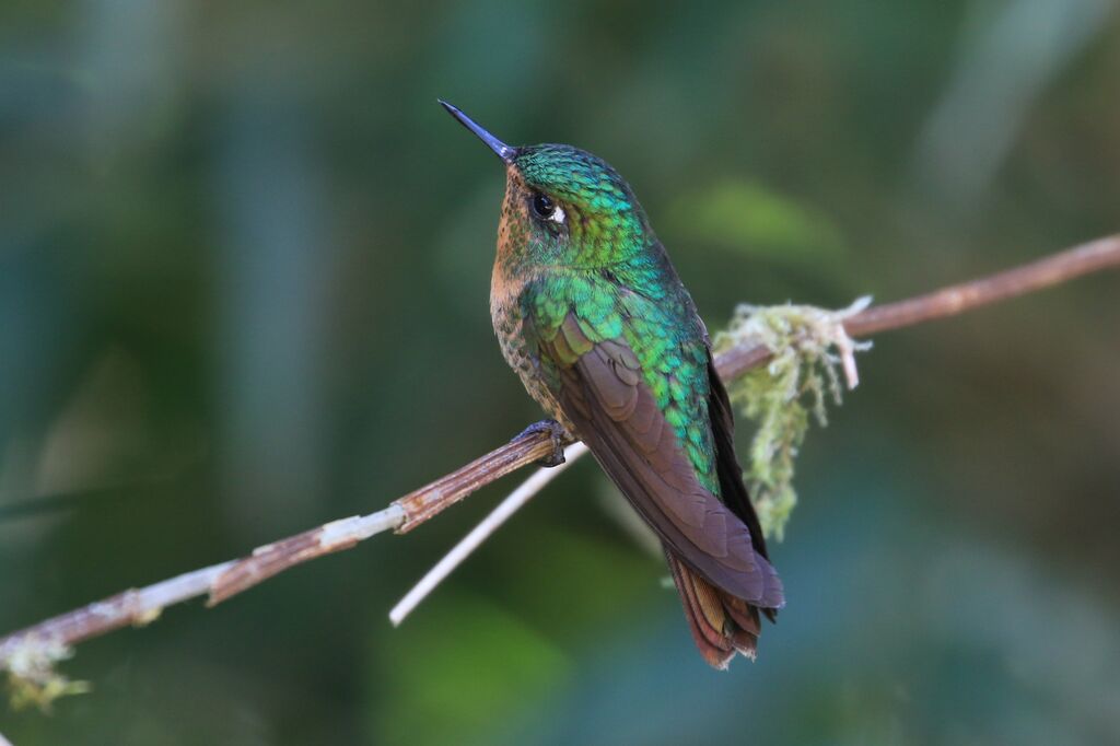 Tyrian Metaltail