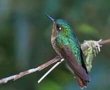 Tyrian Metaltail