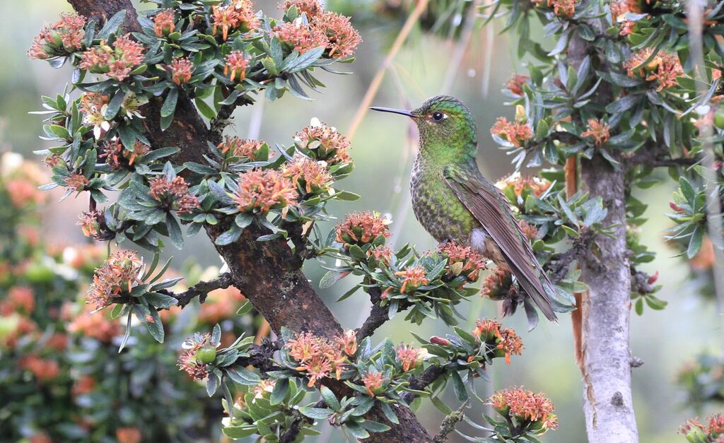 Viridian Metaltail