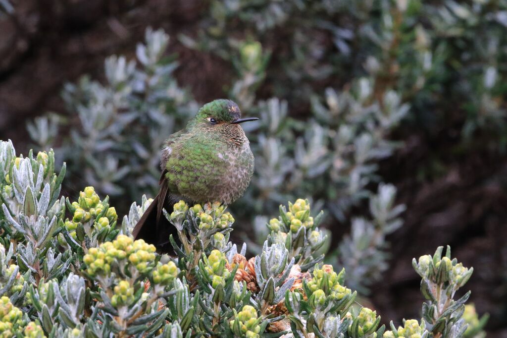 Viridian Metaltail