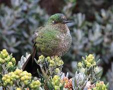 Viridian Metaltail