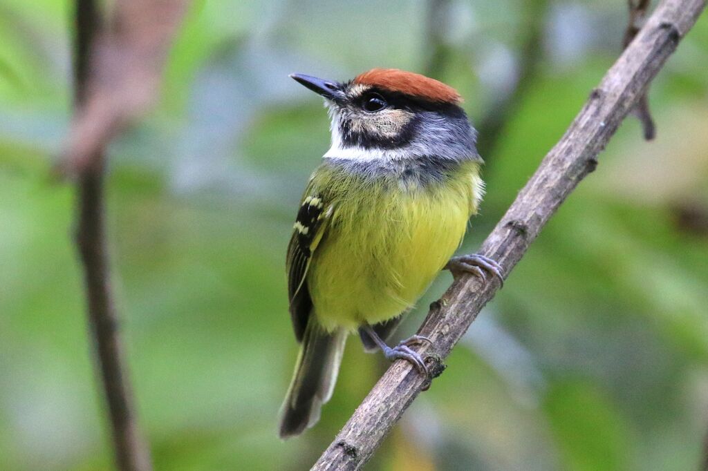 Rufous-crowned Tody-Flycatcher