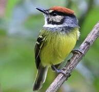 Rufous-crowned Tody-Flycatcher