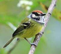 Rufous-crowned Tody-Flycatcher