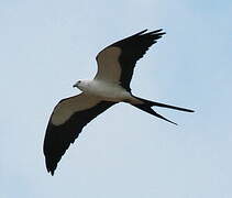 Swallow-tailed Kite