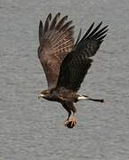 Snail Kite