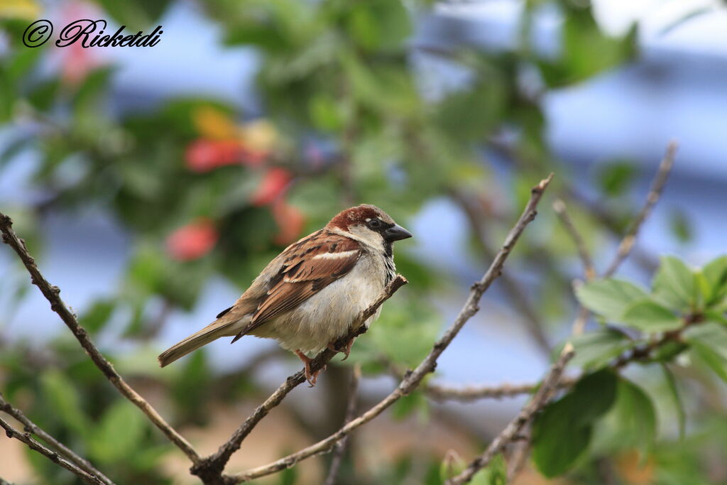 Moineau domestique mâle