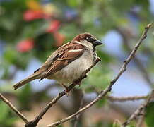 Moineau domestique