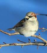 House Sparrow