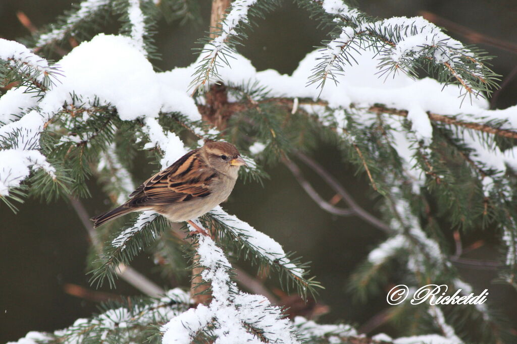 House Sparrow female