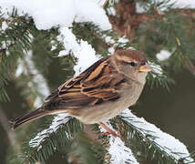 House Sparrow