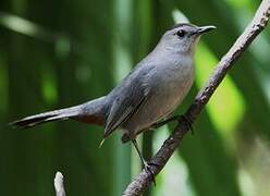 Grey Catbird