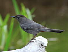 Grey Catbird