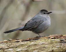 Grey Catbird