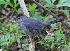 Grey Catbird