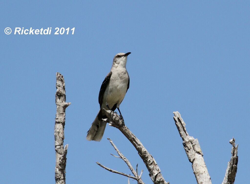 Tropical Mockingbird