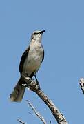 Tropical Mockingbird