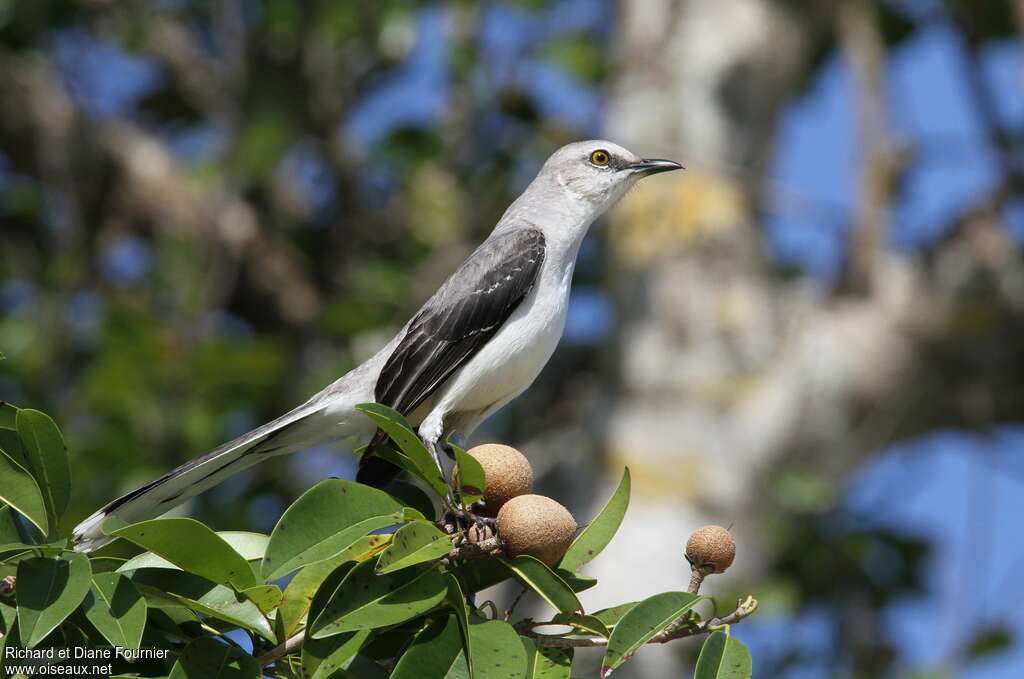 Tropical Mockingbirdadult, identification