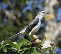 Tropical Mockingbird