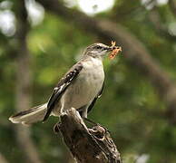 Northern Mockingbird