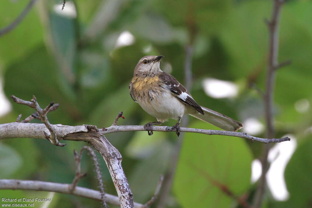 Moqueur polyglotteimmature, identification