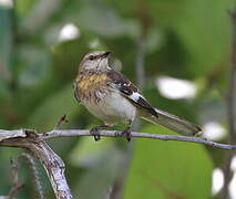 Northern Mockingbird