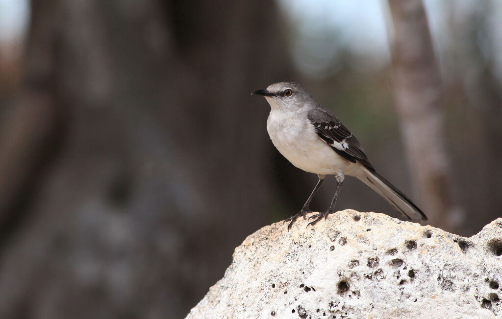 Northern Mockingbird