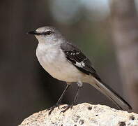 Northern Mockingbird