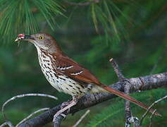 Brown Thrasher