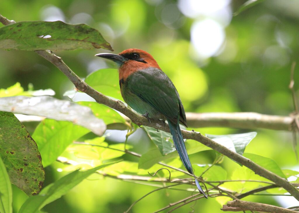 Motmot à bec large