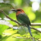 Motmot à bec large
