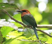 Motmot à bec large