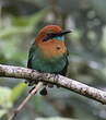 Motmot à bec large