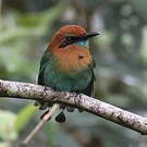 Motmot à bec large