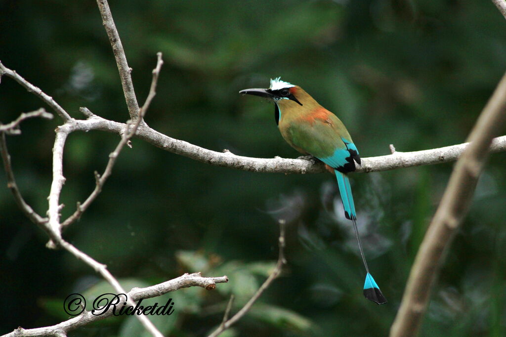 Motmot à sourcils bleus