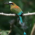 Motmot à sourcils bleus