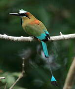 Motmot à sourcils bleus