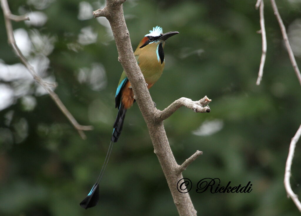 Motmot à sourcils bleus