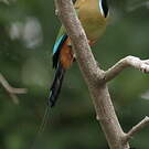 Motmot à sourcils bleus