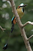 Turquoise-browed Motmot