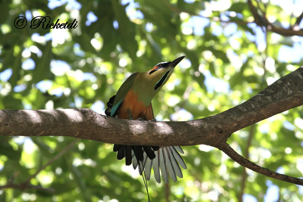 Motmot à sourcils bleus